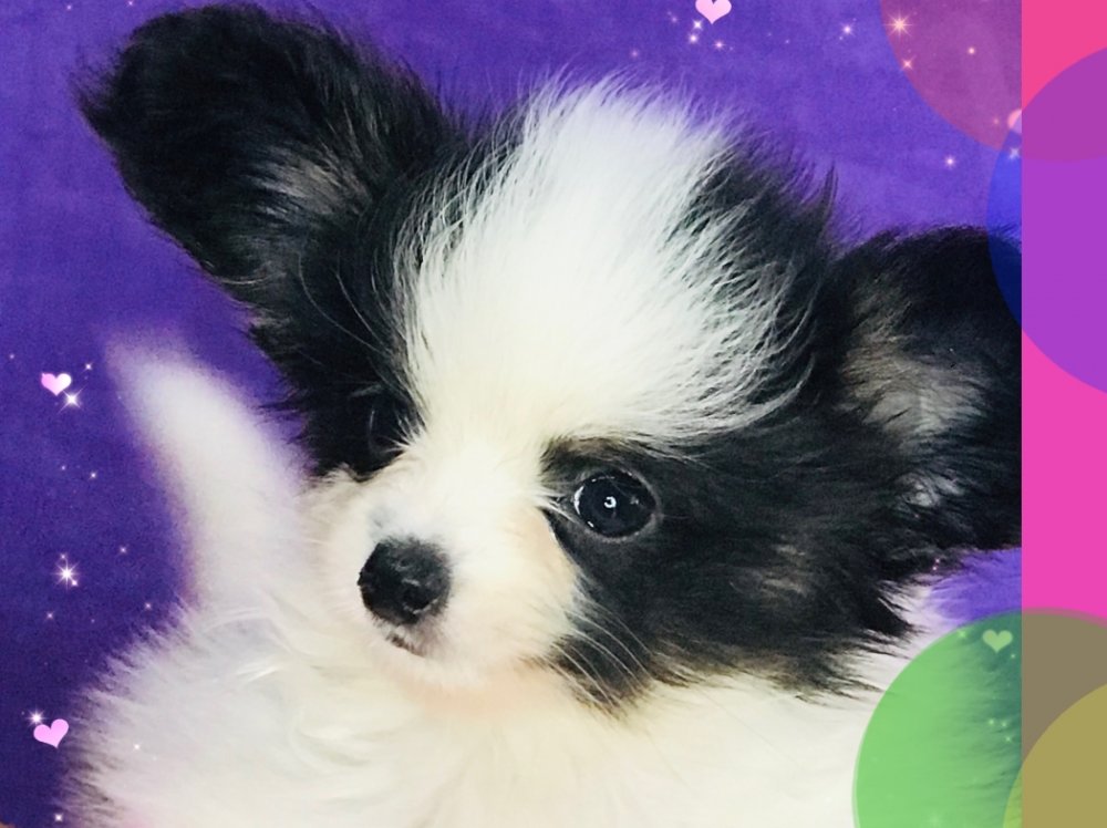 パピヨン子犬